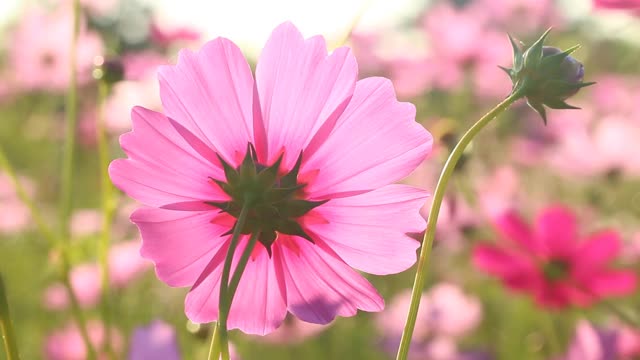 美丽的宇宙花在花园里视频素材