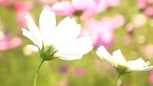 美丽的宇宙花在花园里视频素材