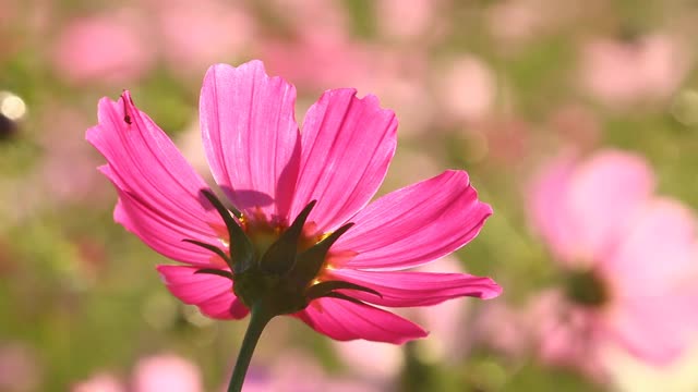 美丽的宇宙花在花园里视频素材