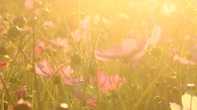 美丽的宇宙花在花园里视频素材