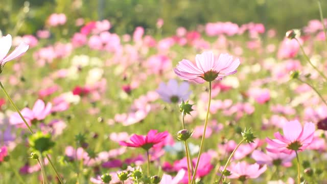 美丽的宇宙花在花园里视频素材