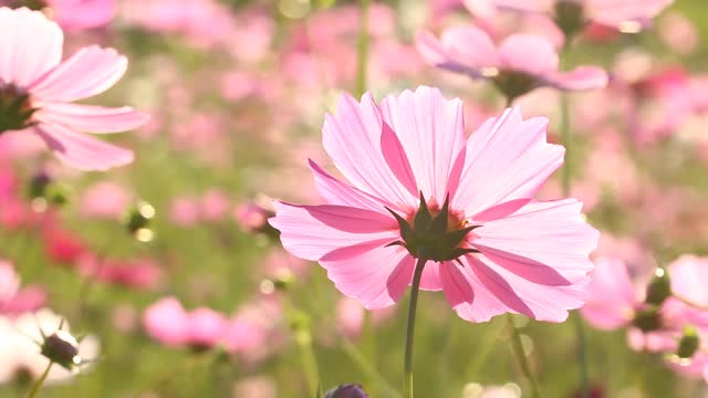 美丽的宇宙花在花园里视频素材