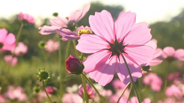 美丽的宇宙花在花园里视频素材