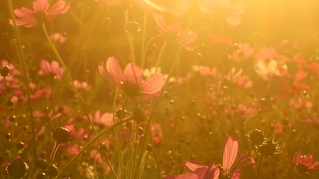 美丽的宇宙花在花园里视频素材