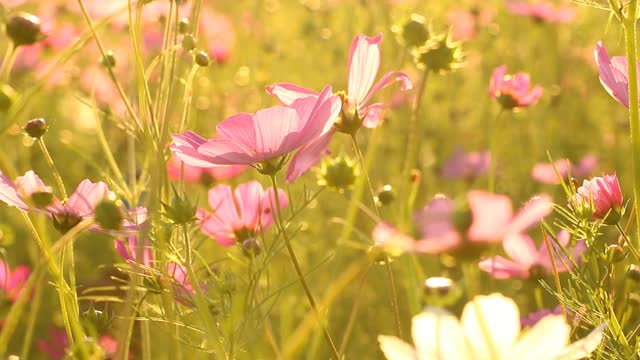 美丽的宇宙花在花园里视频素材