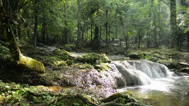 美丽的风景在热带森林与淡水流过岩石通过繁茂的叶植物在早晨的阳光在夏天。视频素材