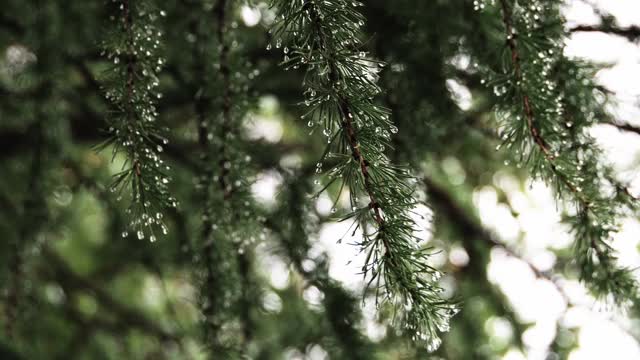 翠绿的落叶松树枝上挂着雨滴在风中飘动视频下载