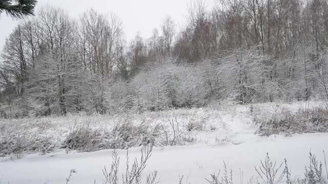 落叶林的树木被暴风雪覆盖着。雪暴风雪。下降的雪花。冬天的季节。自然景观。天气。综观天气预报。圣诞快乐。新年。视频素材