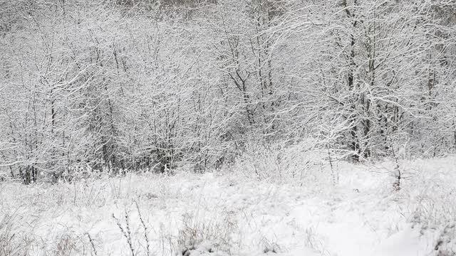 落叶林的树木被暴风雪覆盖着。雪暴风雪。下降的雪花。冬天的季节。自然景观。天气。综观天气预报。圣诞快乐。新年。视频素材