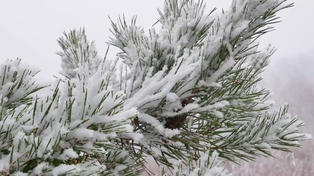 松林里的树木被雪覆盖着。松树枝上。雪暴风雪。下降的雪花。冬天的季节。自然景观。天气。综观天气预报。圣诞快乐。新年。视频素材