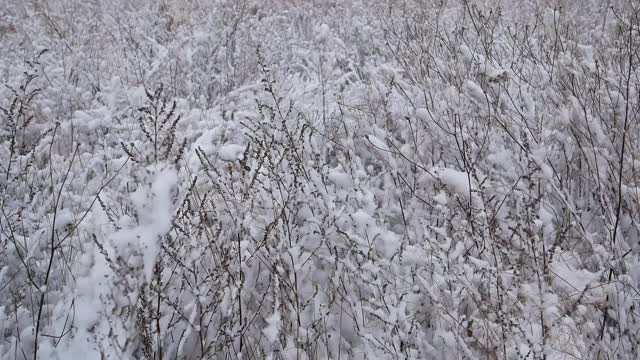 冬天草地上的植物被白雪覆盖着。雪暴风雪。下降的雪花。冬天的季节。自然景观。天气。综观天气预报。圣诞快乐。新年。视频素材