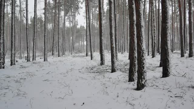 松林里的树木被雪覆盖着。松树枝上。雪暴风雪。下降的雪花。冬天的季节。自然景观。天气。综观天气预报。圣诞快乐。新年。视频素材