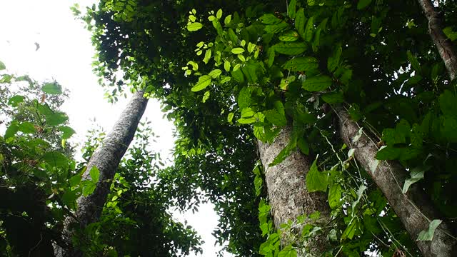 热带雨林中的树木视频素材