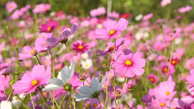 美丽的宇宙花朵和蜜蜂视频素材