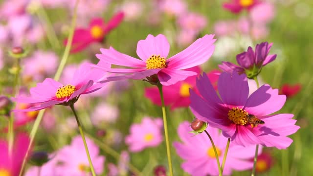 美丽的宇宙花朵和蜜蜂视频素材