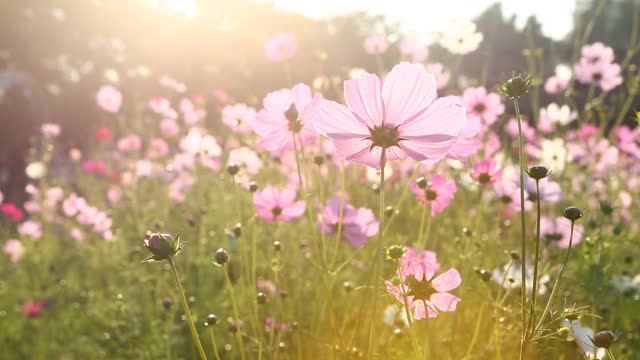 美丽的宇宙花在花园里视频素材