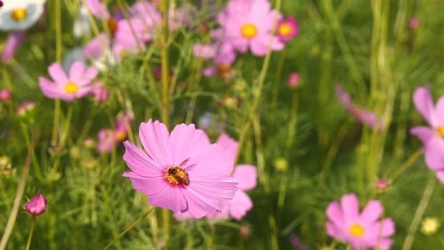 美丽的宇宙花朵和蜜蜂视频素材