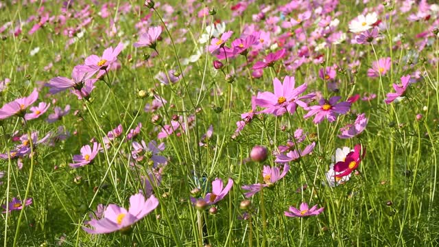 美丽的宇宙花朵和蜜蜂视频素材