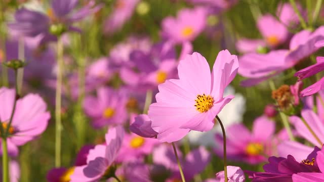 美丽的宇宙花在花园里视频素材