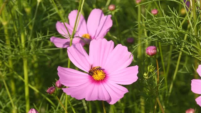 美丽的宇宙花朵和蜜蜂视频素材