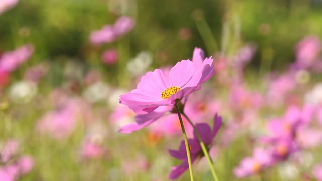 美丽的宇宙花在花园里视频素材