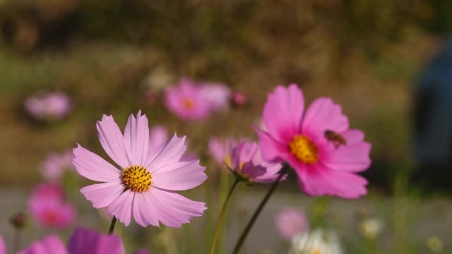 美丽的宇宙花朵和蜜蜂视频素材