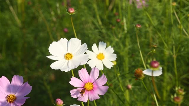 美丽的宇宙花朵和蜜蜂视频素材