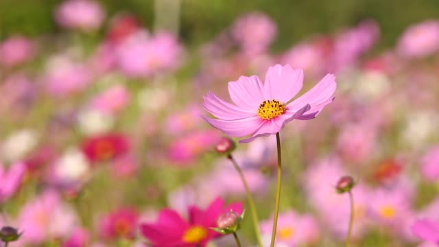 美丽的宇宙花在花园里视频素材