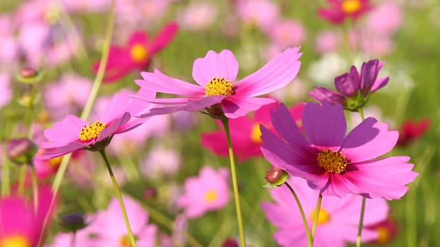 美丽的宇宙花在花园里视频素材