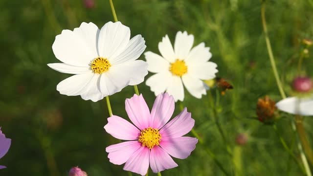 美丽的宇宙花在花园里视频素材