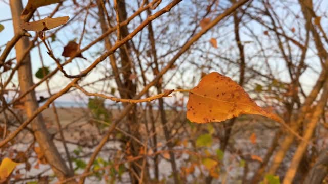 单片黄杨树叶在夕阳的光线中随风摇摆，透过树叶可以看到寒冷的秋天景观。俄罗斯南部的自然。关闭了。慢动作视频。天气开始变冷。视频素材