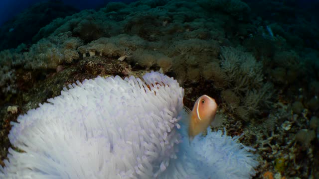 粉红色的海葵鱼依偎在因水温过高而变白的海葵中视频素材