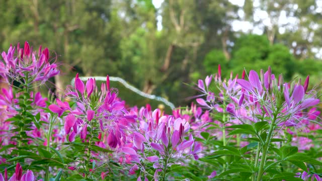 在花园里盛开的紫粉色蜘蛛花(Cleome hasslerana Chodat)。4 k。视频素材