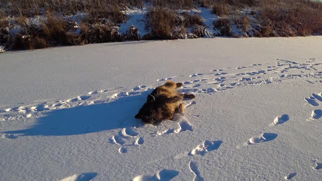 德国牧羊犬在雪地里打滚视频素材