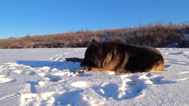 德国牧羊犬在雪地里啃着一根棍子。视频素材