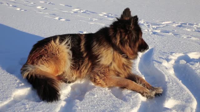 一条德国牧羊犬躺在雪地里。视频素材