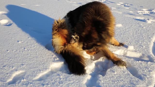 一条德国牧羊犬躺在雪地里。视频素材