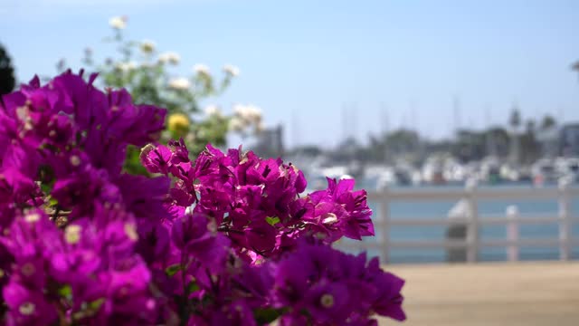 美丽的粉红色花与帆船湾的背景。热带岛屿上温暖的阳光。特写镜头。视频素材