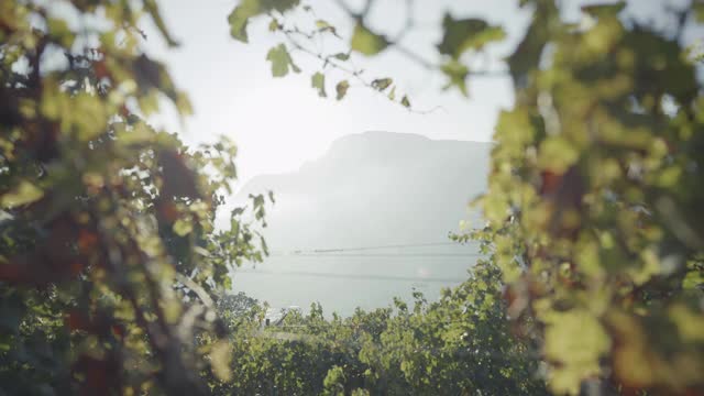 葡萄采摘酿酒故事:意大利Trentino的流行视频素材