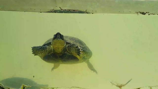 海龟游泳视频素材