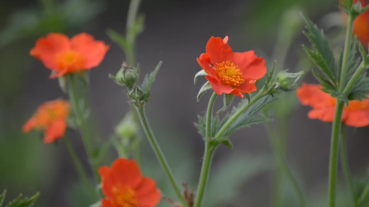 花园里的格拉维拉特辣椒特写。有选择性的重点视频素材