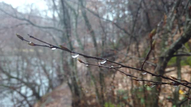 寂寞无叶的树枝，11月寒雨后的水珠视频素材