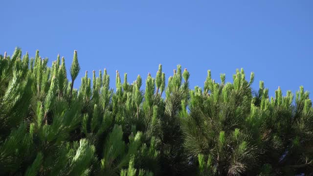 在蓝天的映衬下，挂着木钉的松树枝条在风中摇曳。圣塔莫尼卡温暖的夏日，阳光明媚。特写镜头。美丽的纹理背景。视频素材