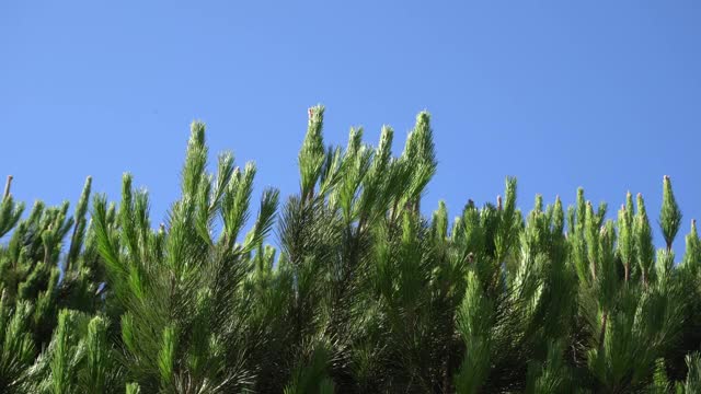 在蓝天的映衬下，挂着木钉的松树枝条在风中摇曳。圣塔莫尼卡温暖的夏日，阳光明媚。特写镜头。美丽的纹理背景。视频素材