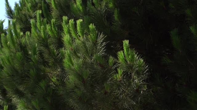 在蓝天的映衬下，挂着木钉的松树枝条在风中摇曳。圣塔莫尼卡温暖的夏日，阳光明媚。特写镜头。美丽的纹理背景。视频素材