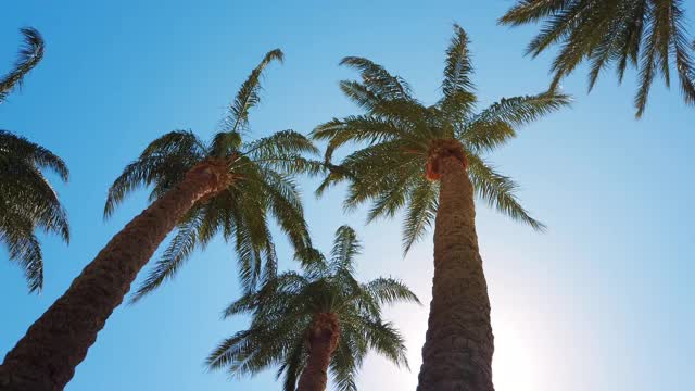 一群美丽的棕榈树视频素材