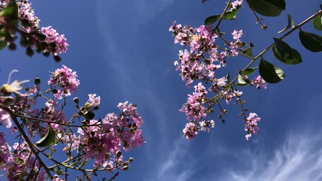 玫瑰是一种粉红色的花新热带树和蓝色的天空。普通名称粉红喇叭树，粉红poui，粉红tecoma，玫瑰色喇叭树，巴桑特拉尼视频素材