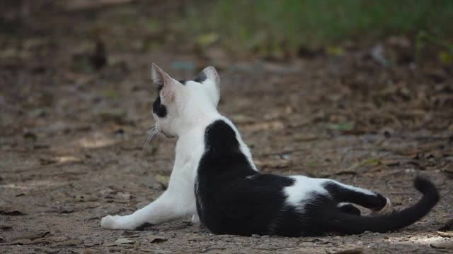 黑白相间的猫在地上走视频素材