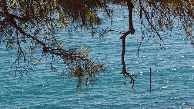 风景如画的黑海海岸在克里米亚，岩石海岸与松树视频素材