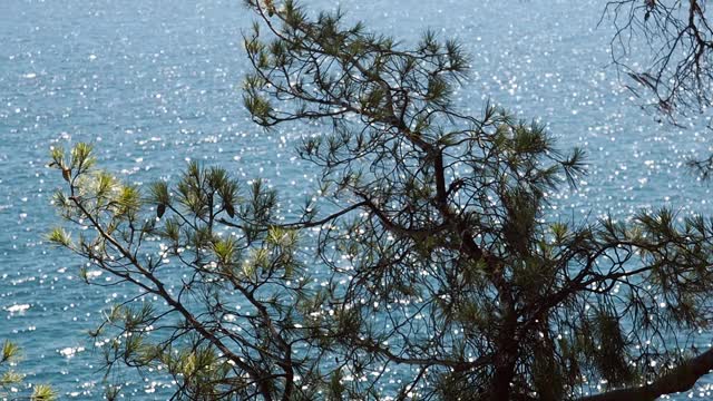 风景如画的黑海海岸在克里米亚，岩石海岸与松树视频素材